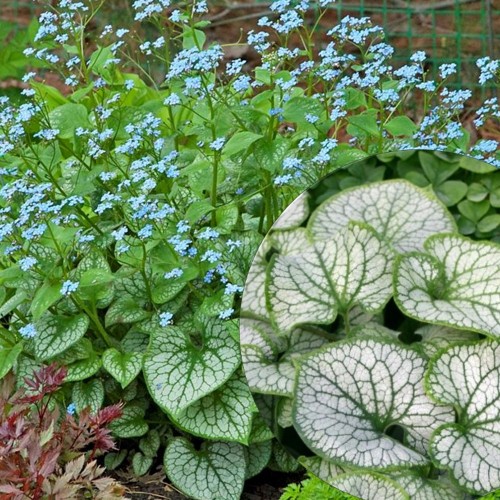 Brunnera macrophylla 'Jack Frost' - Suurelehine brunnera 'Jack Frost' P11/0,75L